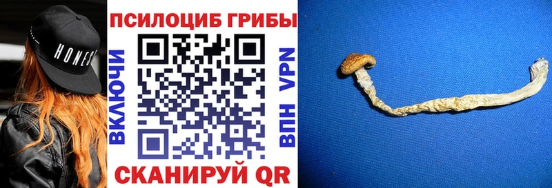 omg tor  Старый Оскол  Псилоцибиновые грибы Cubensis  закладки 